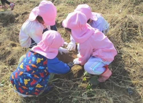 芋掘りをしている園児の写真